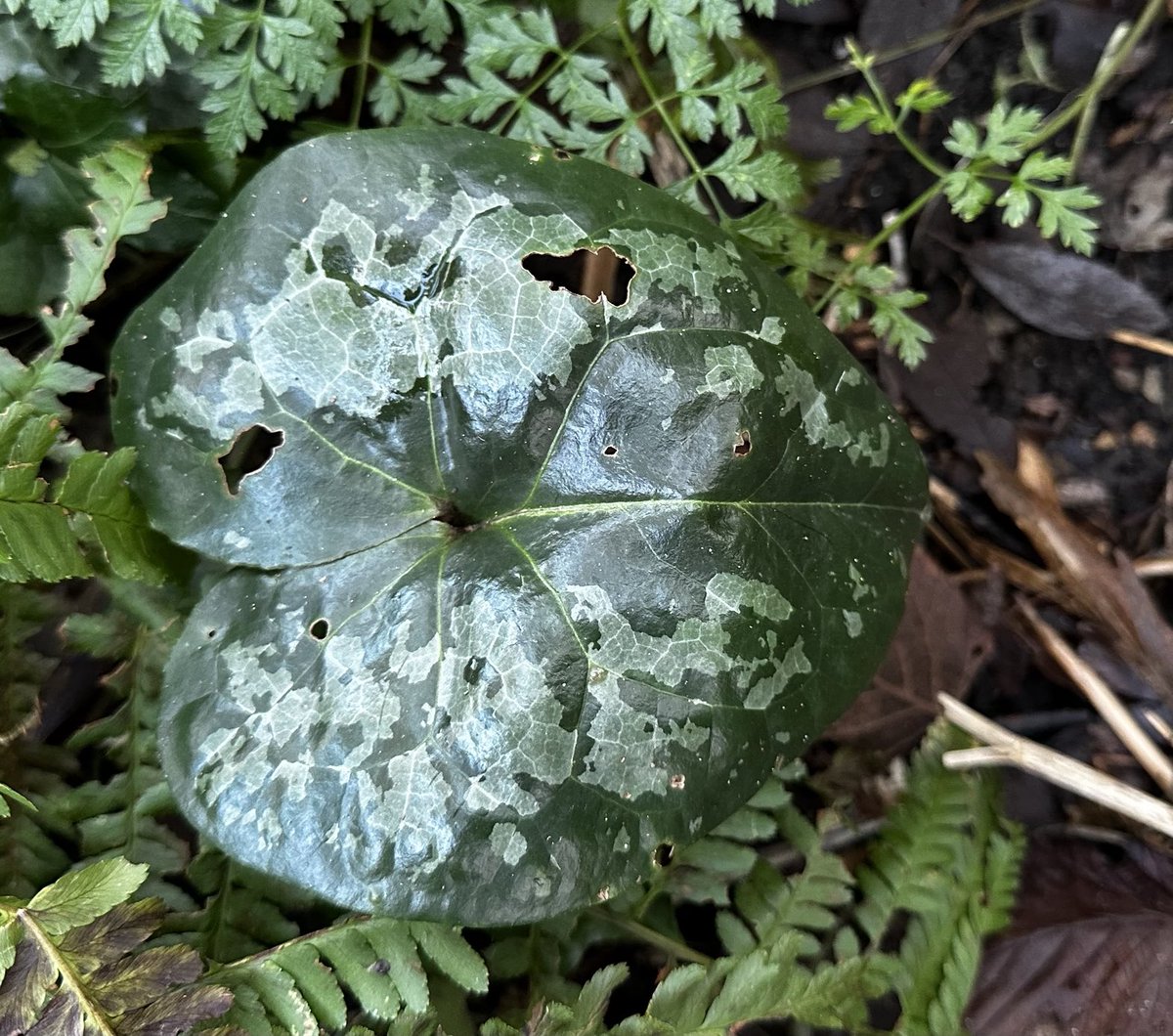 acherontiadex's tweet photo. Asarum europaeum still got leaves on #wildginger #gardenplants https://t.co/Cay5zhwWGQ
