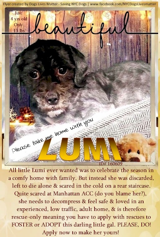 💔LUMI💔
#NYCACC #160609 4y 12lbs
▪️To Be KILLED: 12/27💉
Tiny, Terrified, Abandoned
She Needs ONE HERO! 
#SaveALife Give LUMI a chance
▪To #Foster:
▪️Pls DM:
<a href="/SuzanneSugar/">Suzanne</a>
 <a href="/CathyPolicky/">Cathy Policky</a>
Or
▪Pls Email:
nycdogslivesmatter@gmail.com
+
▪Fcbk Notes:
facebook.com/NYCDogsLivesma…