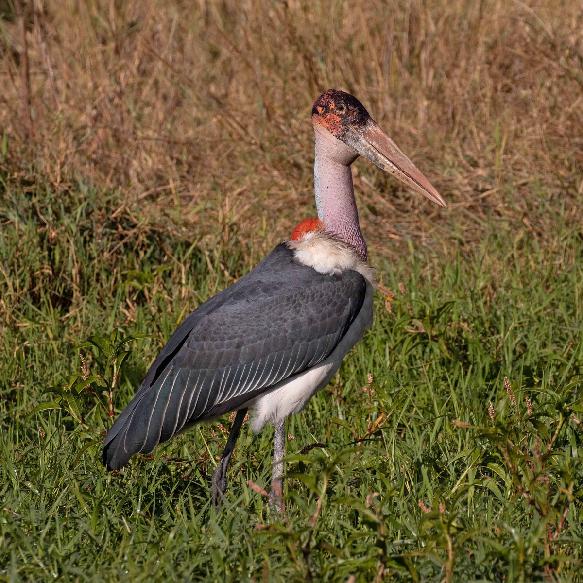 JonahGula's tweet photo. Marabou Storks have declined drastically in West Africa and are in need of immediate conservation action. Check out the latest pub for more:
https://t.co/0FCi0P4EB4 https://t.co/mqKBcUbW4O