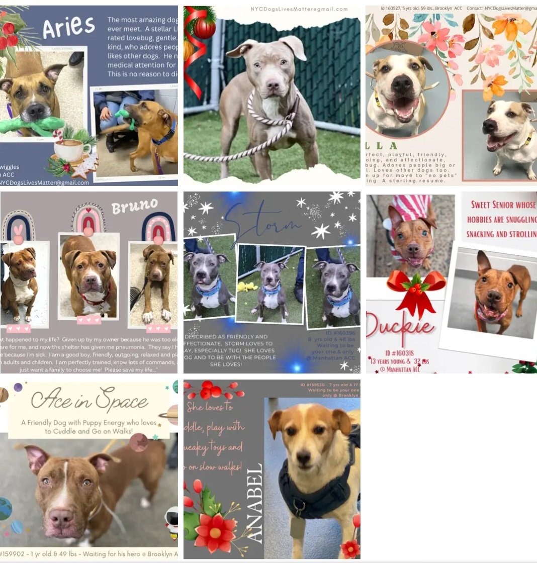 22 Dogs TBK 12/27
23 hrs day/night in a cell, the animal prison smells like fear, sickness &amp; death, the dogs all know. 1 hr, maybe, a kind vol takes them out to be a pup again, play, breathe fresh air, feel joy, hope. Then back, the darkness, loneliness, heartache return. #ADOPT
