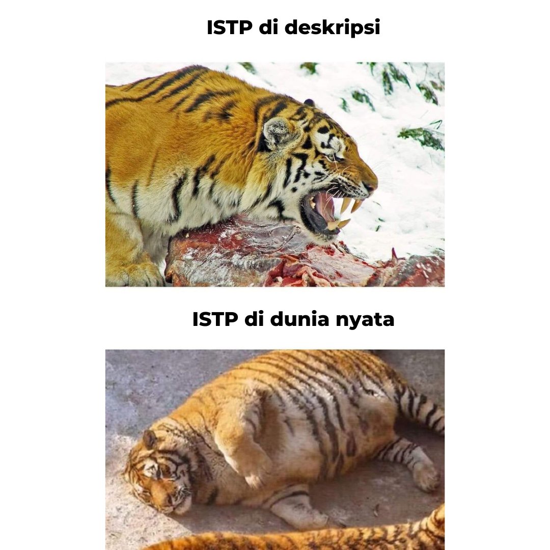 Boo_Indonesia's tweet photo. Rawr!
#ISTP #memeISTP #ISTPmeme #meme https://t.co/YPwpK5Xp9r