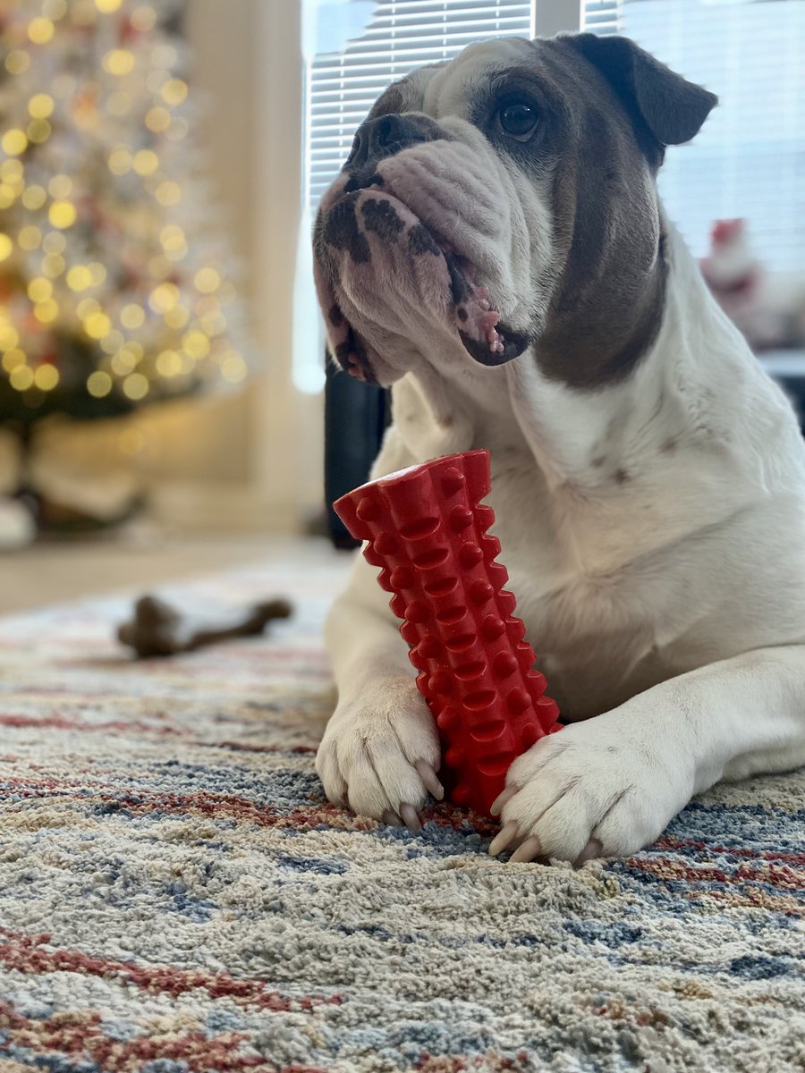 chicharrn13's tweet photo. I hope everyone had a great Christmas Day!  #MerryChristmas2022 #dogsarefamily #DogsofTwittter #Bulldogs #chicharrón https://t.co/FJG4558wSf