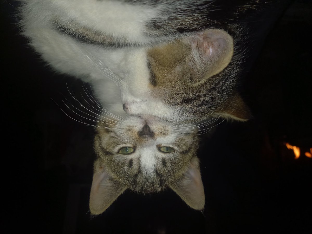 Twitter won't let me post this the right way up so it's upside-down 😅

Sleepy kitten cuddles. 
#CatsOfTwitter #kittens #AdoptDontShop