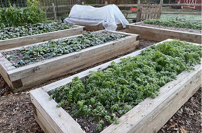 Now that #winter is upon us, it is time to start preparing a strategy for #spring. In this video, I show you five things you can do right now to make your #gardening life better and easier come #spring.
ed.gr/efskg