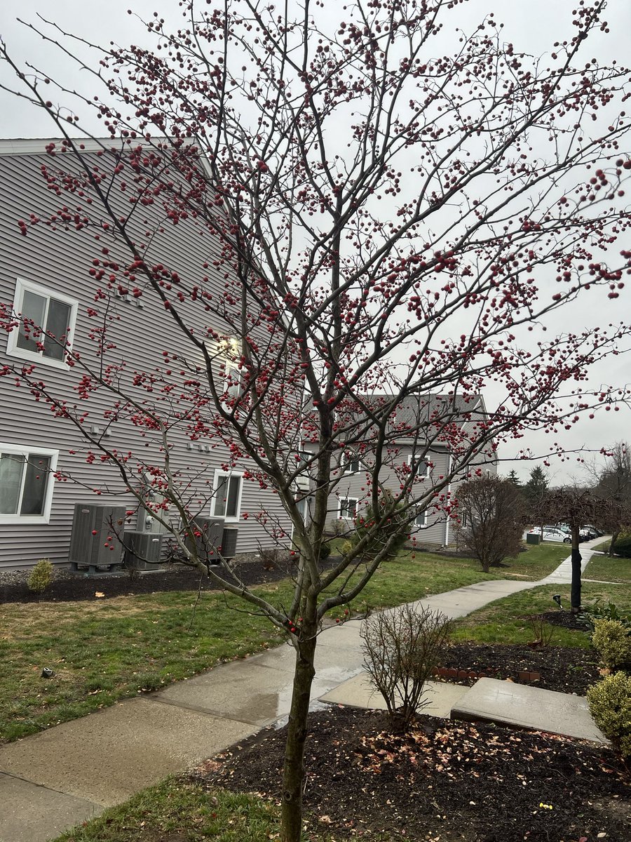 100KSteps1's tweet photo. Still loving my #BLTrees https://t.co/sPu37UCo4w