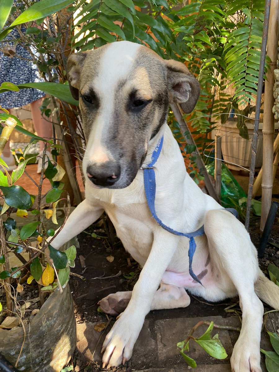marianaz12299's tweet photo. Hola! El viernes rescatamos a este perrito que llevaba bastante en la calle. Lo hemos estado cuidando estos días pero necesitamos buscarle urgente una familia que lo adopte y le de mucho amor. Es super super tranquilo. Porfa si me pueden ayudar a compartir se los agradecería https://t.co/ky9zp148GV