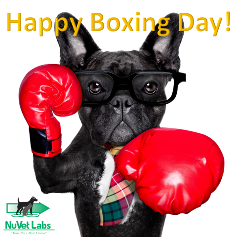 Our Social Media Intern didn't know what Boxing Day was, and after seeing this picture I refused to tell him. #boxingday #boxers #1moreround #ididnthearnobell