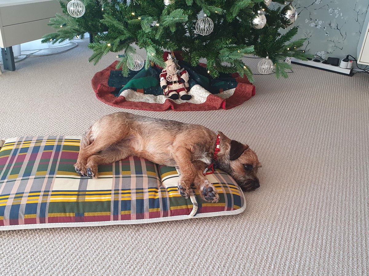 Rubeae_'s tweet photo. Christmas at Nanna. Took over her chair. 
#BTPosse #rubeae #borderterrier #Christmas #BoxingDayLunch #Monday https://t.co/hMaKtxmKQF