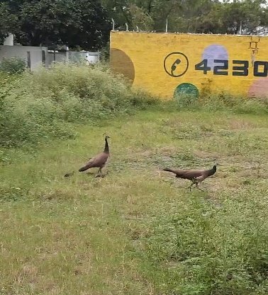 rvjitweets's tweet photo. Two Families!❤🥺
#mayil #peacock #murugan https://t.co/1yFiWQrHx3