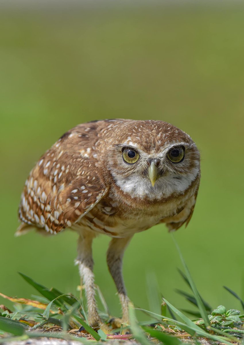 birdcrazed6's tweet photo. MY FAVORITE ENCOUNTERS:
The Burrowing Owl

The very first time I encountered our smallest owl I didn’t realize they were the size of a soda can and I overlooked them. Luckily I got a chance to capture this image!

#TwitterNatureCommunity #BirdsOfTwitter #BirdTwitter #birds https://t.co/8ExL8kBSP0