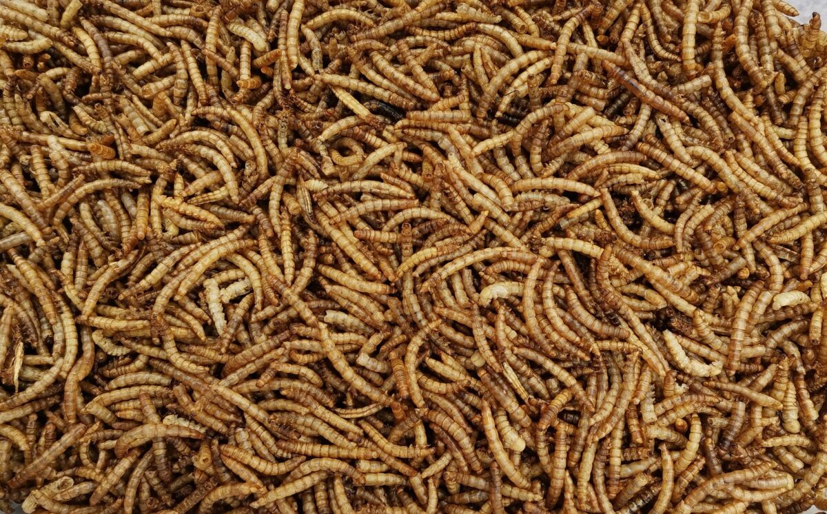 Ÿnsect to team up with Ardent Mills buff.ly/3hv6pVT #insectprotein