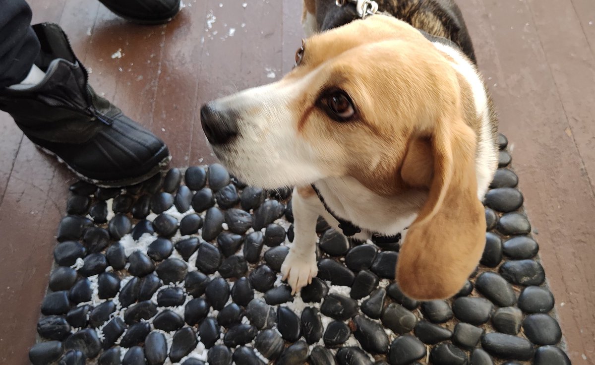 BeagsWilliams's tweet photo. Jasper's in and out schedule is back. It's only 6 below and kind of sunny. Good enough for him. We're finally going over zero today! (to +2°F) #tundraproblems https://t.co/JL6IrD9M2G