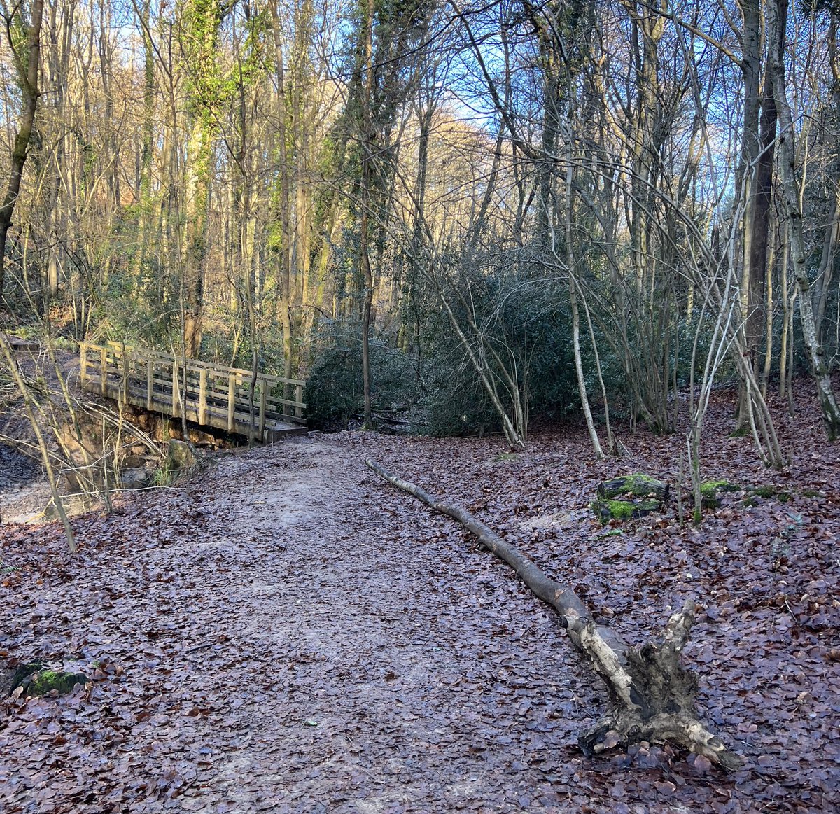 GregHaiste's tweet photo. Fallen tree reminds me of the mini #dachshund we had when I was a teen. Only slightly exaggerating to say Heidi would’ve merely seen something this size as a particularly exciting stick, and delightedly attempt to run around with it for several days. #MerryChristmas #RIPHeidi :) https://t.co/hYVUl5cz4r