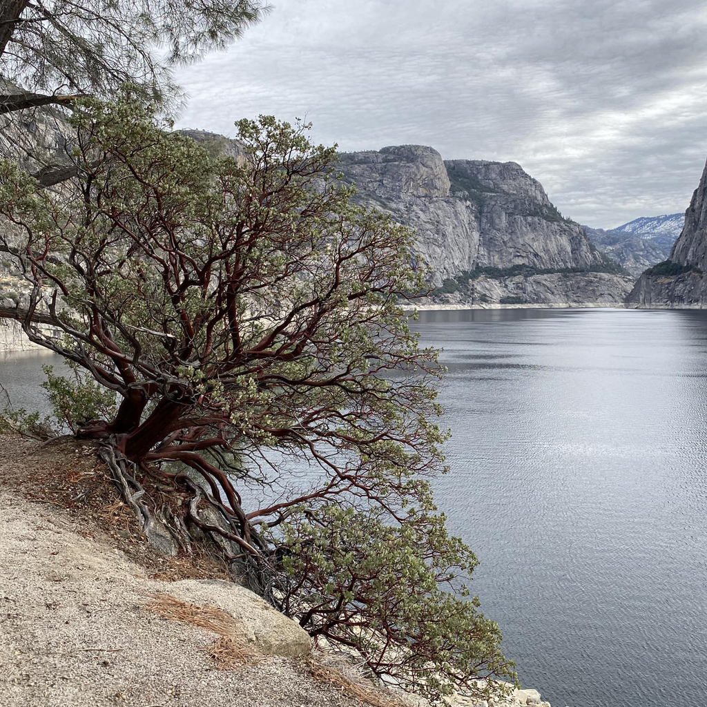 Ontario TMACer, Laura Byrne Paquet, took a road trip to California and hiked around the Hetch Hetchy Reservoir trail in Yosemite National Park.

📷 <a href="/ottawaroadtrips/">OttawaRoadTrips.com</a>

#TMAContario #TMACmember #TMACtravel instagr.am/p/CmousT-ogeq/