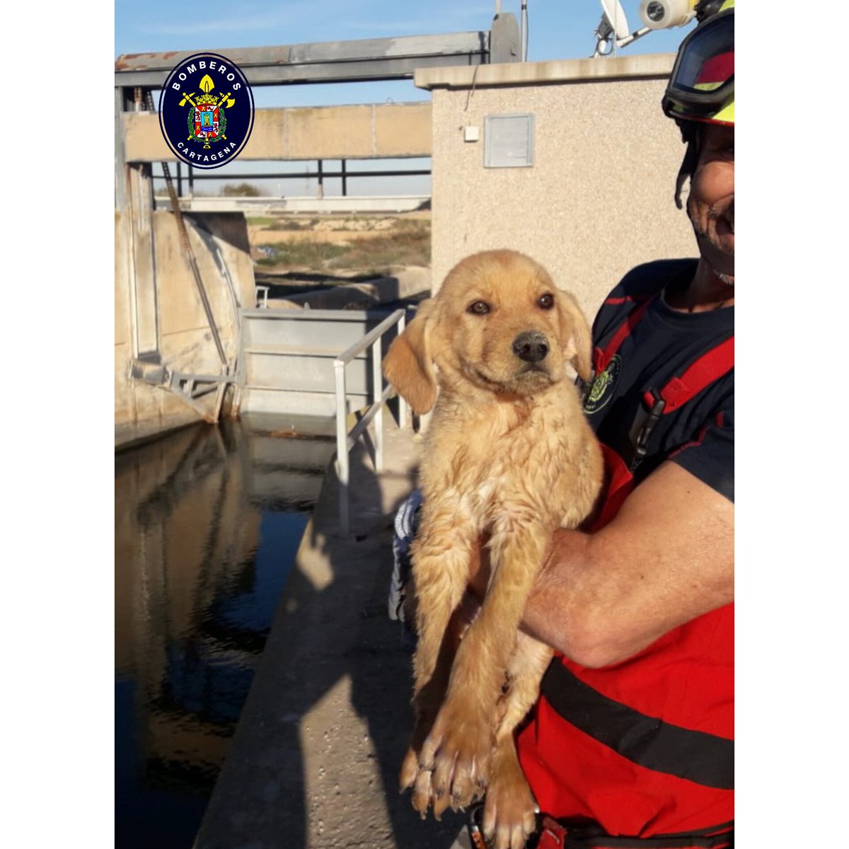 Bomberos_CT's tweet photo. 🚨 Rescatado esta tarde a las 16:30h en el canal del trasvase un cachorro de #perro 🐶. 
Se encuentra en perfectas condiciones. 
#Bomberos #Cachorro https://t.co/FytvmzXJKh