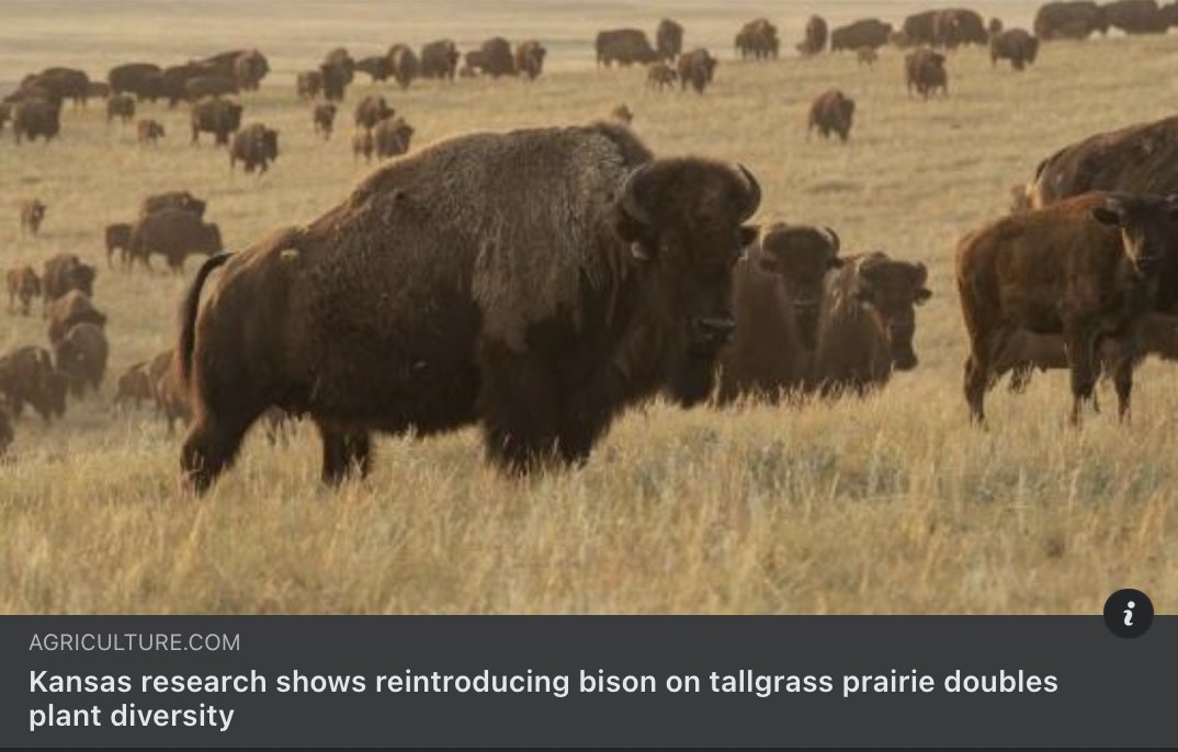 Kansas Research Shows Reintroducing Bison on Tallgrass Prairie Doubles Plant Diversity ➡️ bit.ly/3iV4rhI