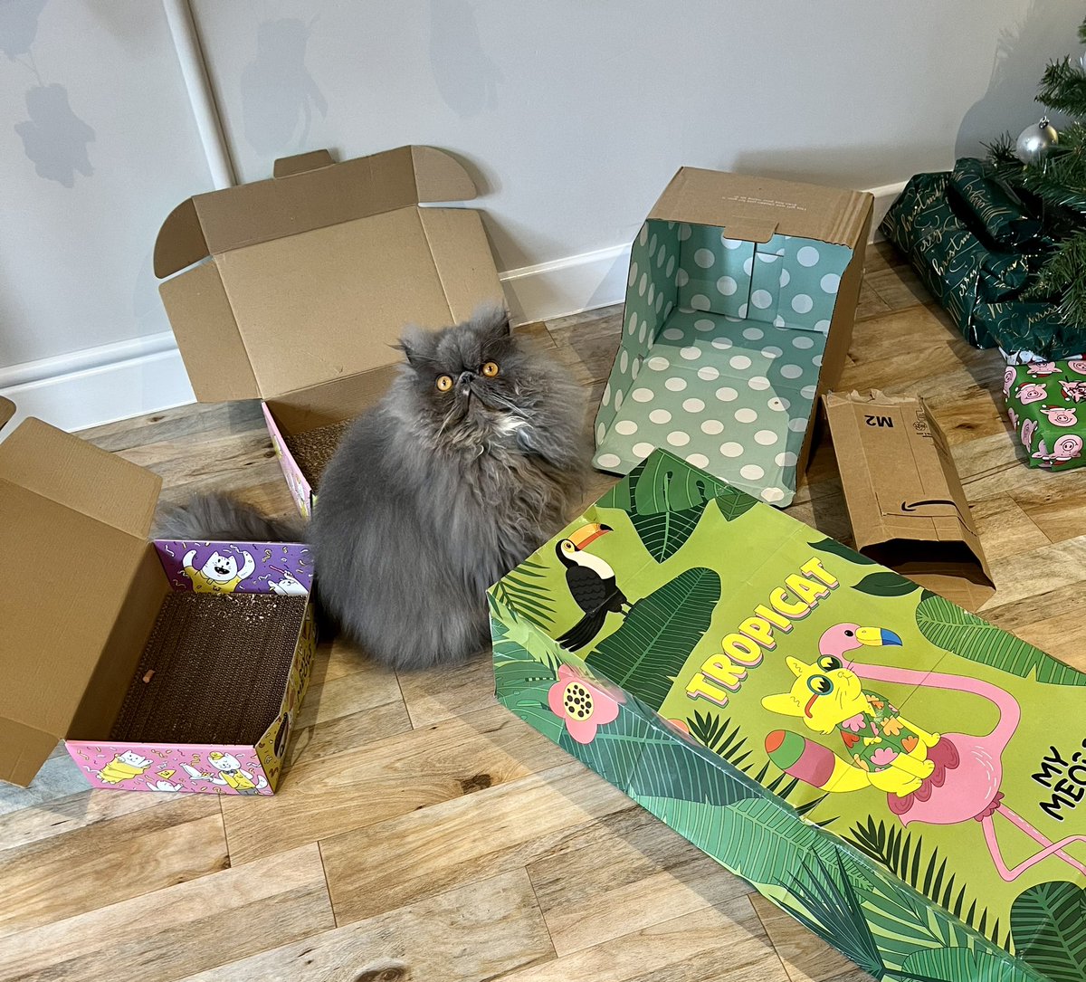 PThepersian's tweet photo. Is there a better day than Boxing Day!! I don’t think so!! 📦📦📦📦 #catsinboxes #cats #CatsOfTwitter #catsofinstagram https://t.co/uQSmOkt7Qa