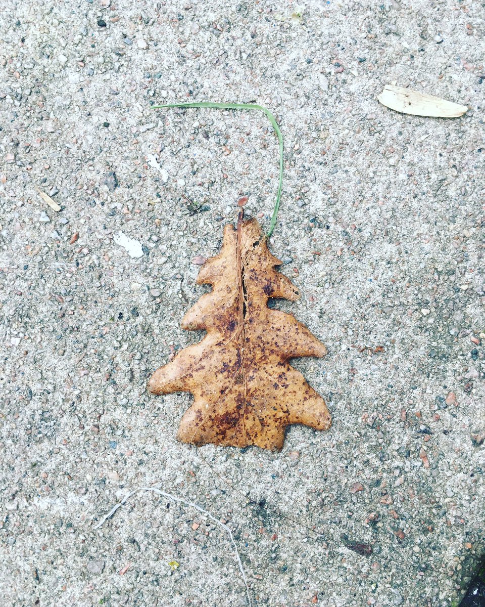 ExtraMileTour's tweet photo. When nature wishes us a #MerryChristmas @IntelliTraveler 

#urbanphotography #photography #naturelovers https://t.co/weQo5xMvuh