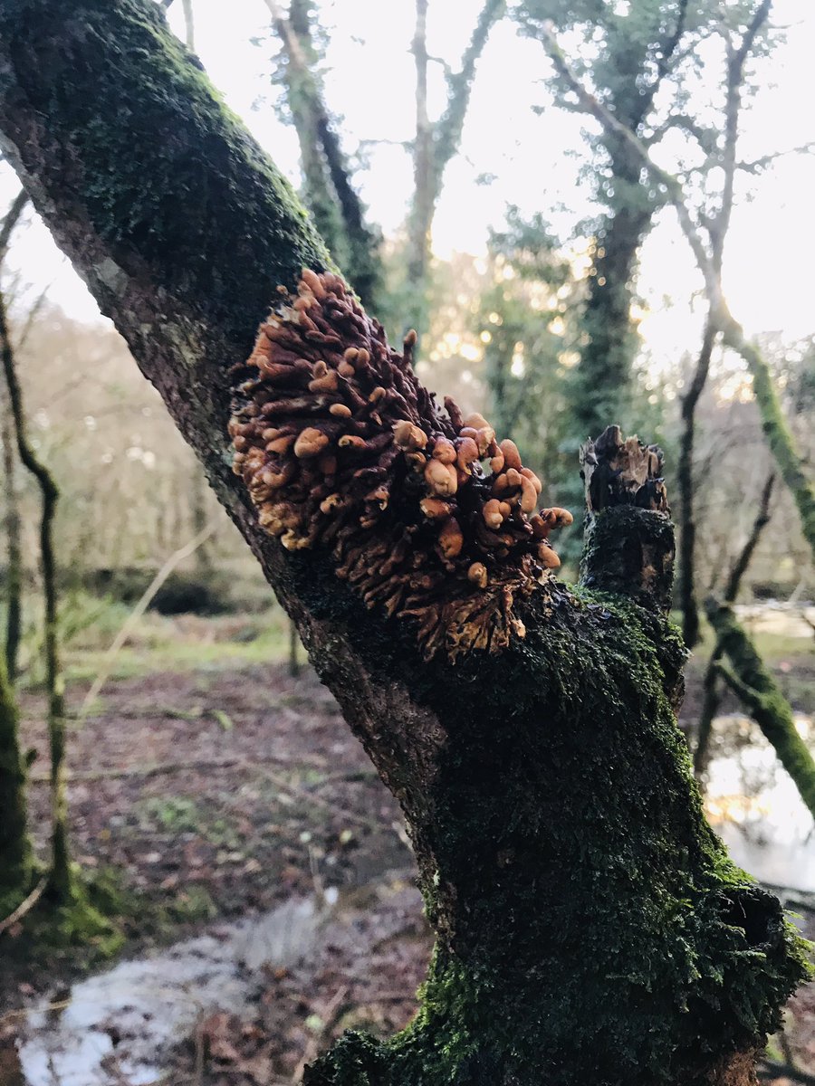 Guy Shrubsole tweet media