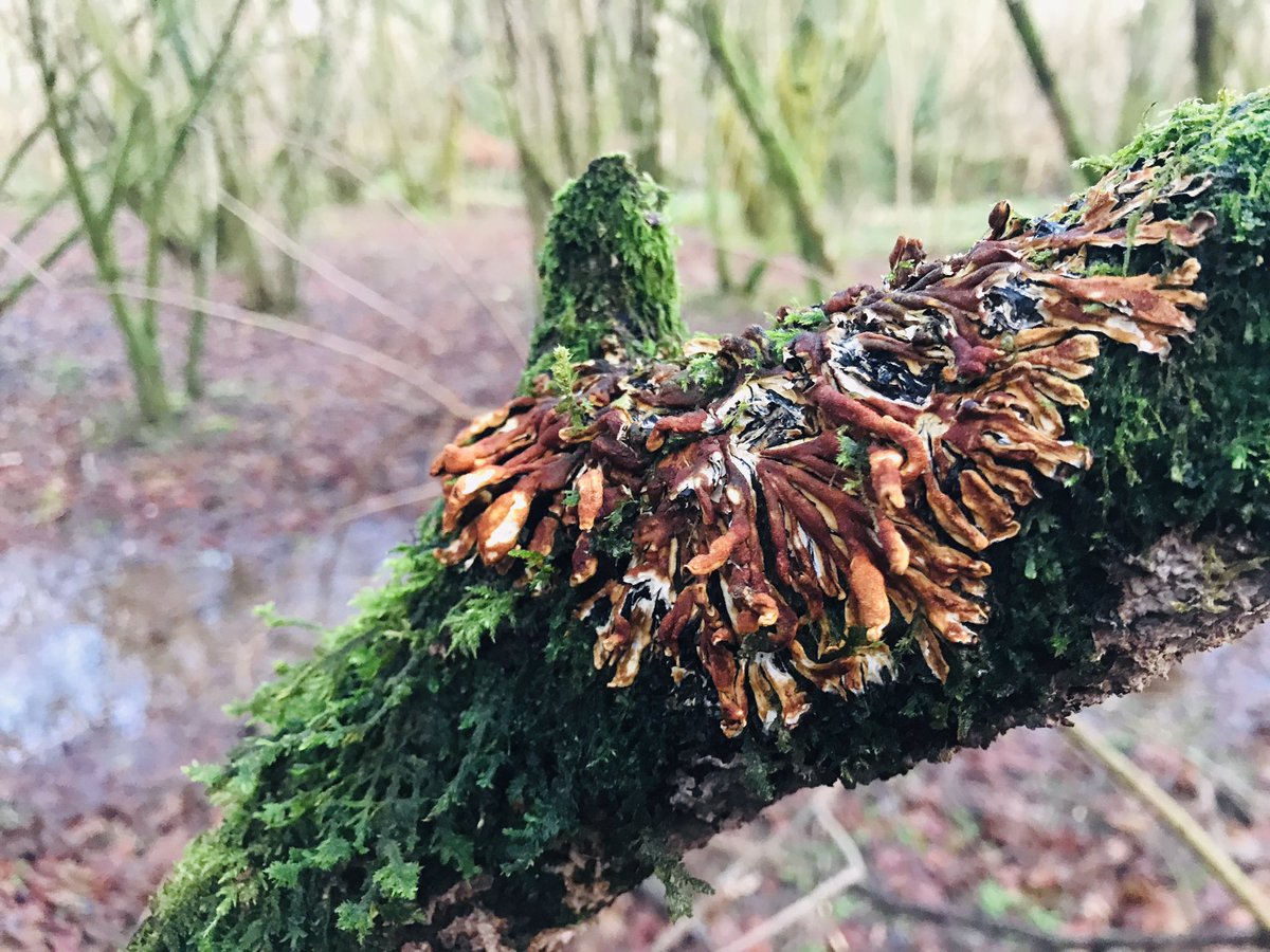 Guy Shrubsole tweet media