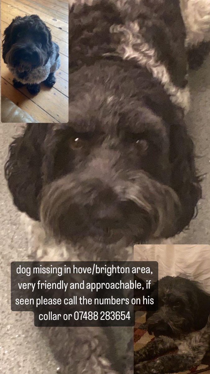 corks101's tweet image. Please help me get my beloved Dog back!