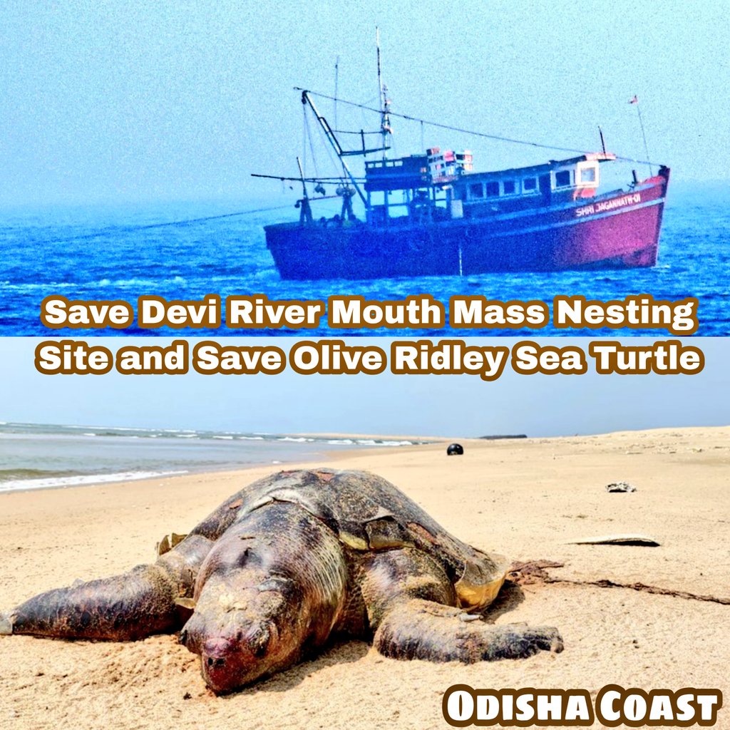 SoumyaMarineWL's tweet image. Humble request to all my @Twitter friends to join me to #SaveOliveRidley.

The #Devi, one of the Arribada grounds in the world, is being neglected. Rampant Fishing everyday in prohibited area but no one caring about their congregation, mating and breeding rituals in our #Odisha.