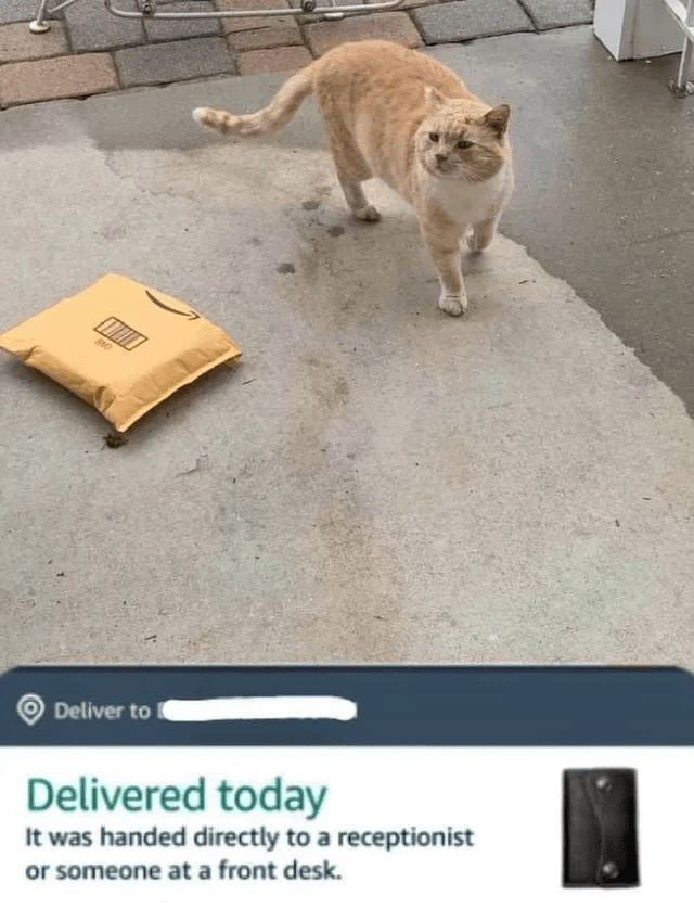 CATBRAINCELL's tweet photo. https://t.co/EcXS4VgIpW