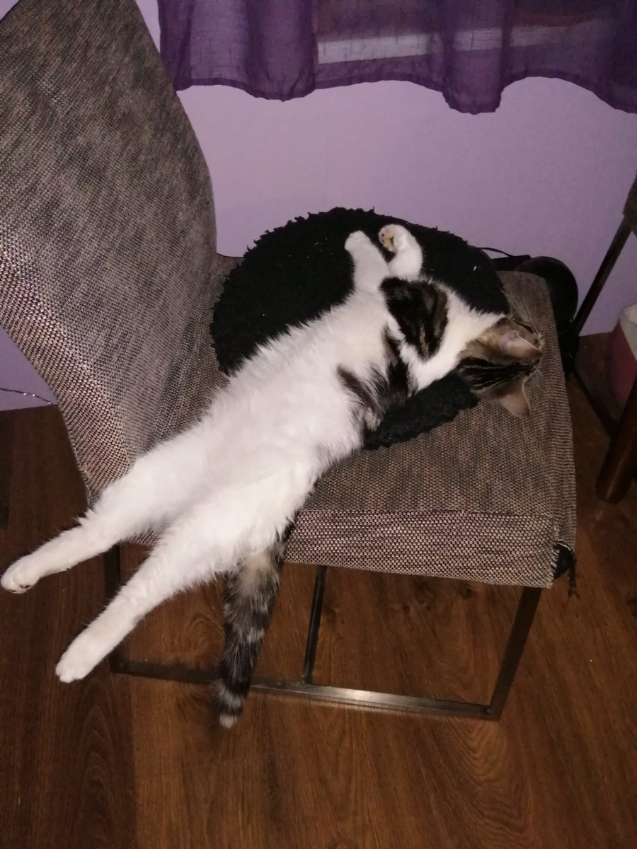 stupid_rat69's tweet photo. @chaoticcatpics He's kinda stupid https://t.co/HyNiBZPTGG