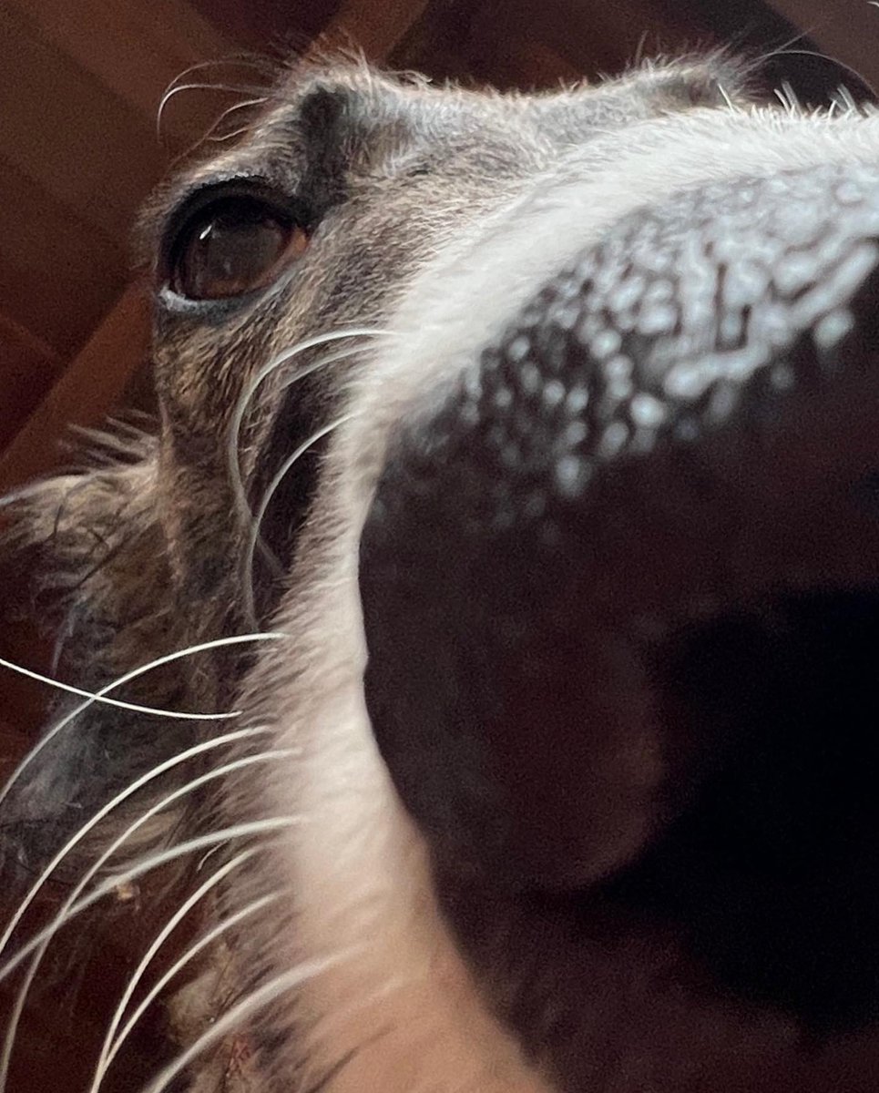 Esper Borzoi on Twitter "Horse or hose goat? (Also, why tf can’t I