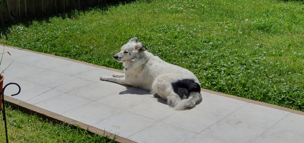 CollieCleopatra's tweet photo. Tomando sol.

Sunbath. https://t.co/Da1LF90nv4