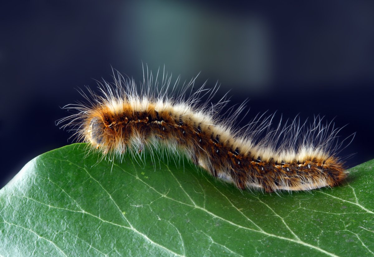 BugWeedMarts's tweet image. #FunFactMonday caterpillars have a total of 4,000 muscles.