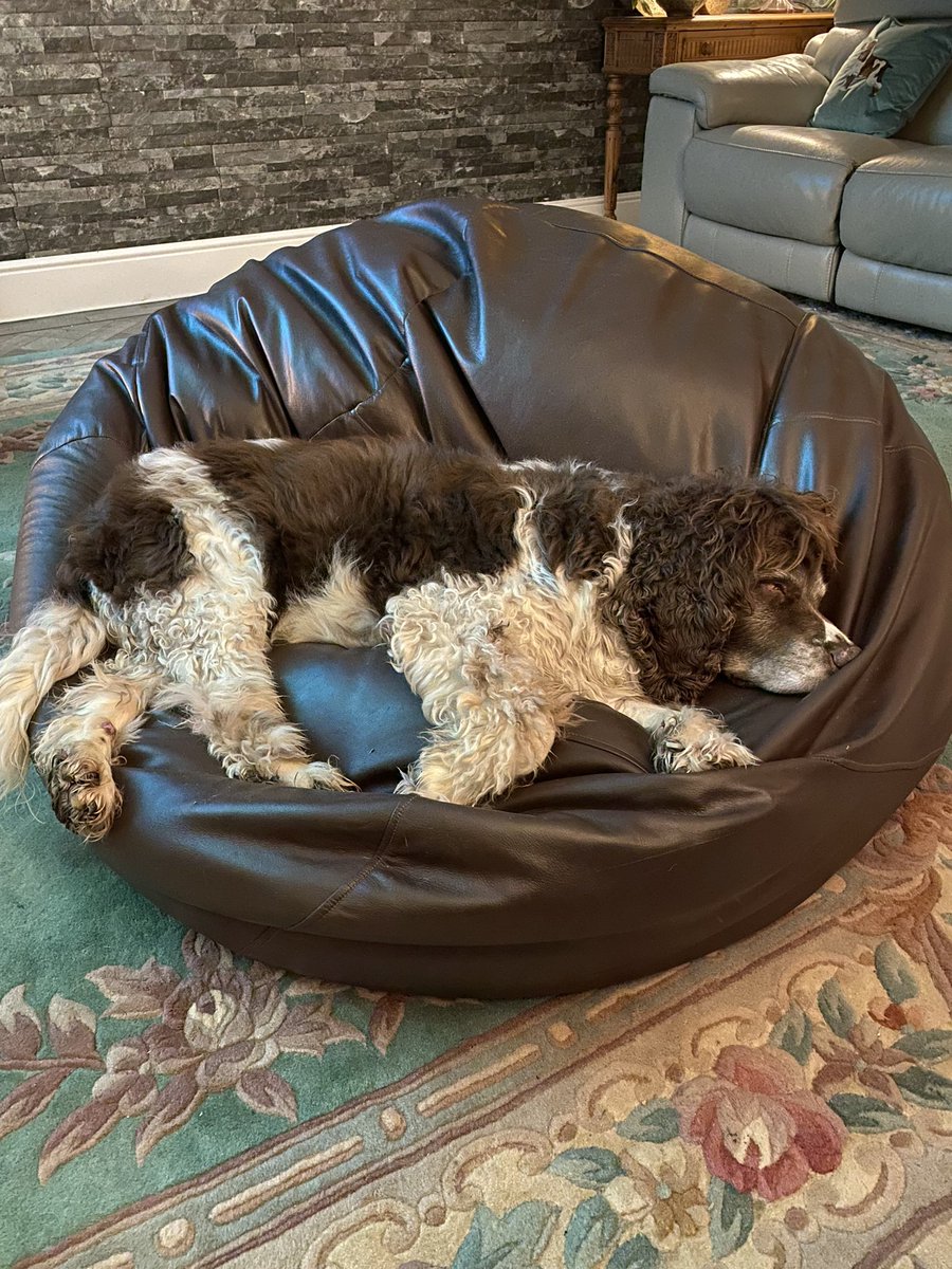 SpanielsSuper's tweet photo. Christmas has been wonderfulโฆ.. but now Iโm shattered #AllPartiedOut #ShatteredSnoopy #SoTired #DogsOfTwitter https://t.co/KCG04KEVWV
