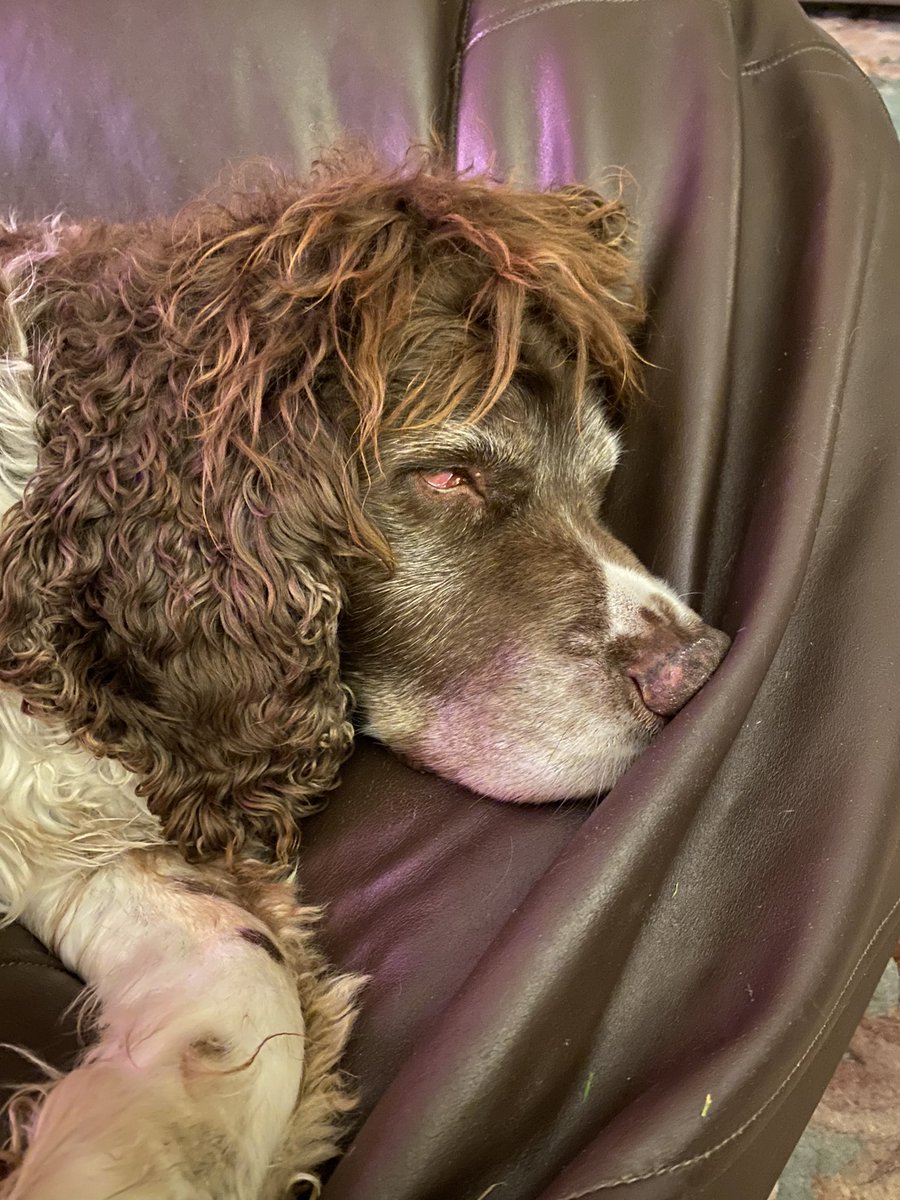 SpanielsSuper's tweet photo. Christmas has been wonderfulโฆ.. but now Iโm shattered #AllPartiedOut #ShatteredSnoopy #SoTired #DogsOfTwitter https://t.co/KCG04KEVWV