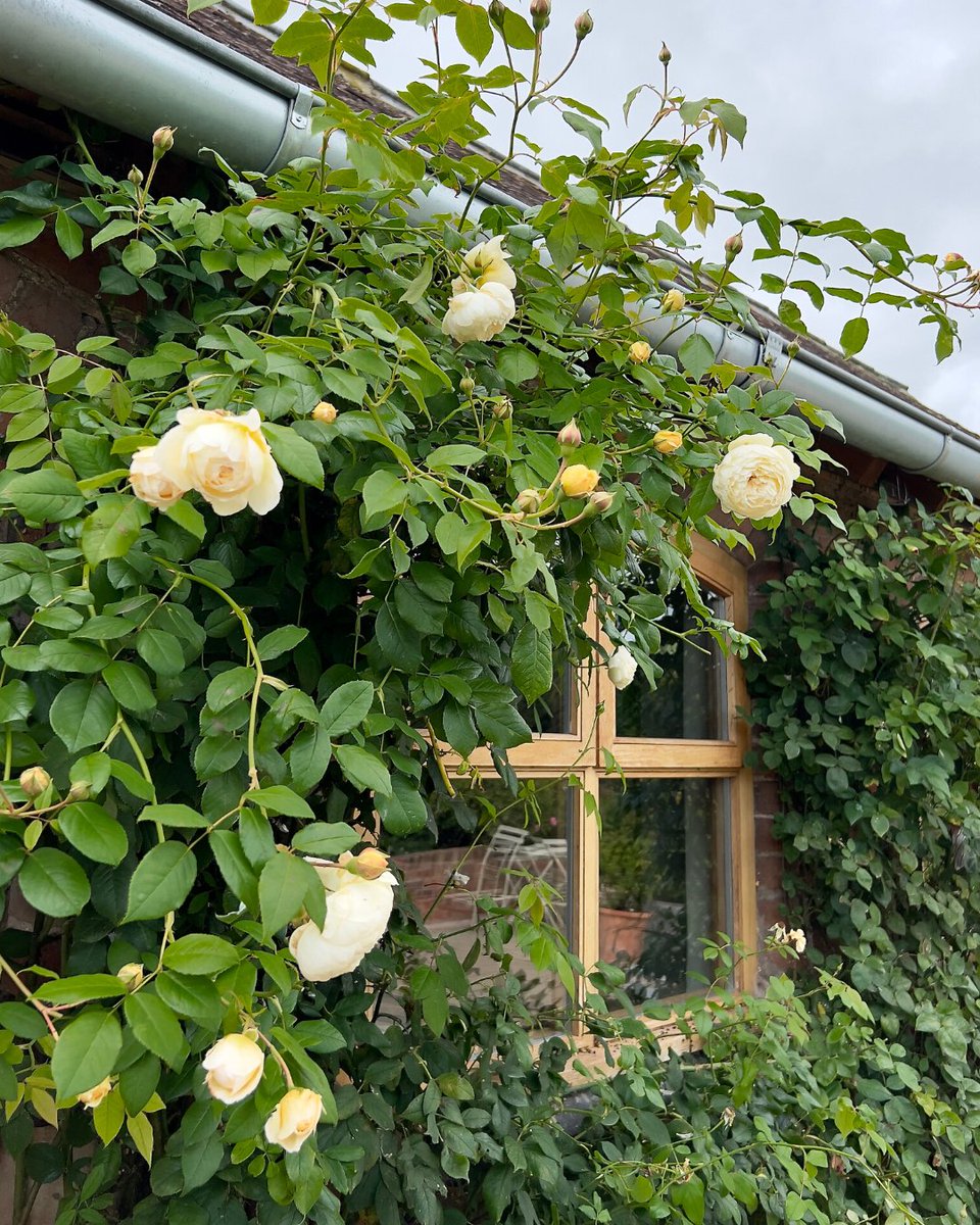 DAustinRoses's tweet photo. Received a beautiful English Rose for Christmas and want to know how to help it flourish?

Head to our website! You'll find guides on all things rose care, from planting to pruning alongside an array of inspirational blogs.

Pictured is Claire Austin (Ausprior). https://t.co/GzmHRHWpTI