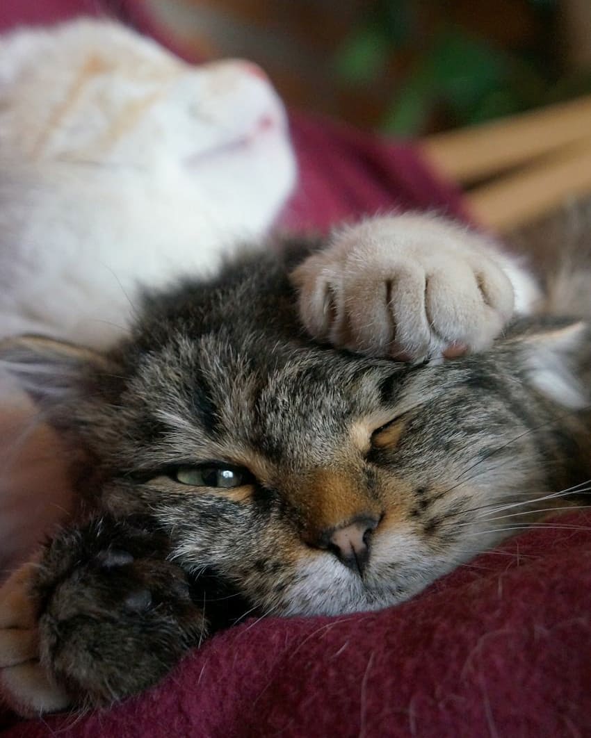 Stay close to those who love you ❤

📸Tanya Kartashėva (tatitusk/Instagram)