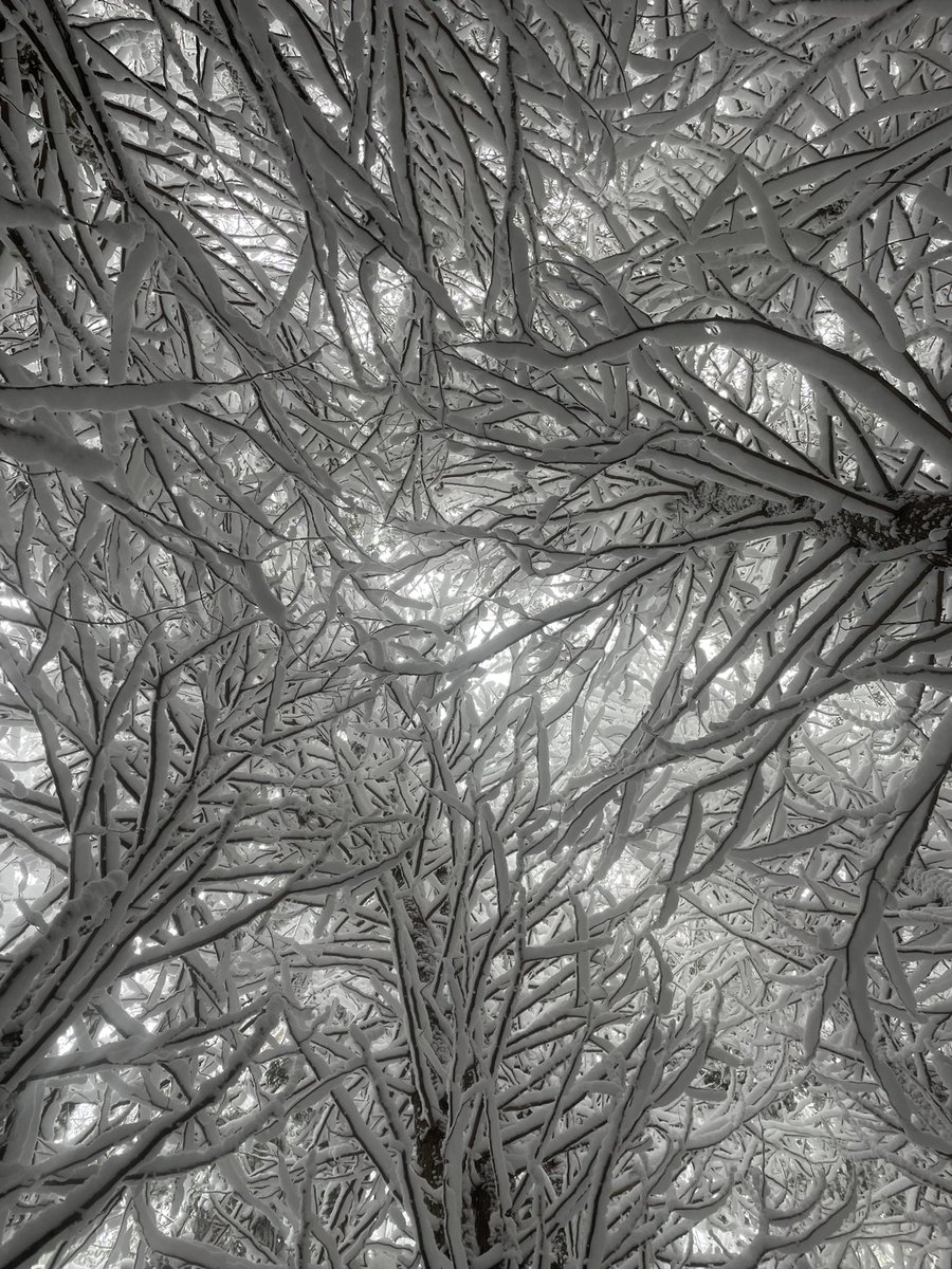 It’s a winter wonderland here in the forest!! #canadianwilderness #winterwonderland #snowstorm