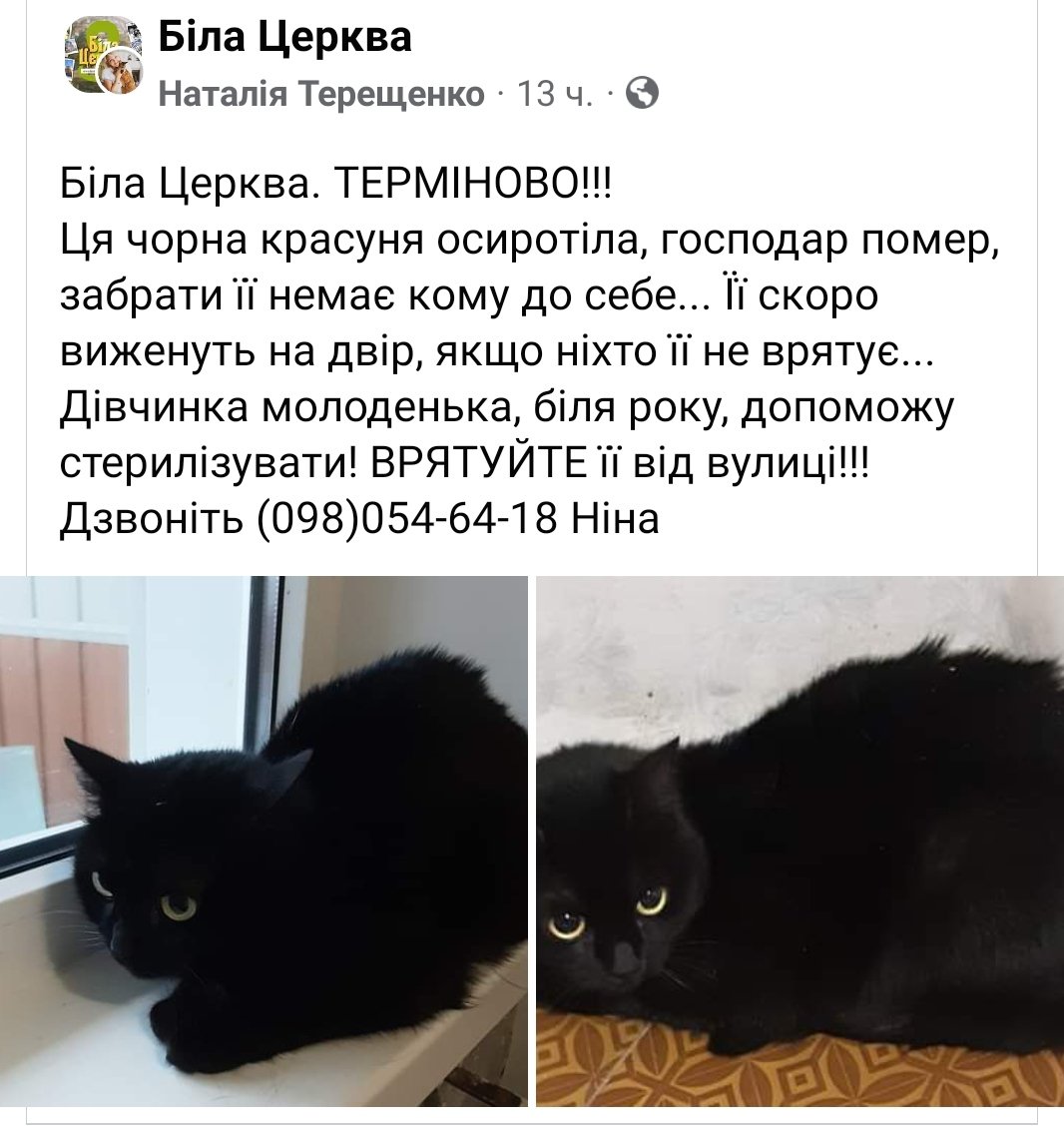 sclerosiscat's tweet photo. Мене сьогодні дуже вразило повідомлення. Я люблю чорних котів, і забрала б собі, якби не натовп моїх власних. 

Будь ласка, зробіть репост, хочу щоб киця знайшла родину. 
Біла Церква, Київська область, Київ. https://t.co/ShUUekLTJL