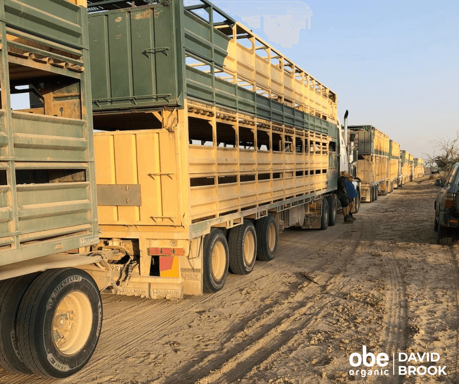 OBEOrganic's tweet photo. OBE Organic X David Brook ๐ธ
Trucks #1
View the collaboration here https://t.co/ZQbV4CK9bF
#OBEOrganic #OBEBeef #DavidBrook https://t.co/LSnFknoReN