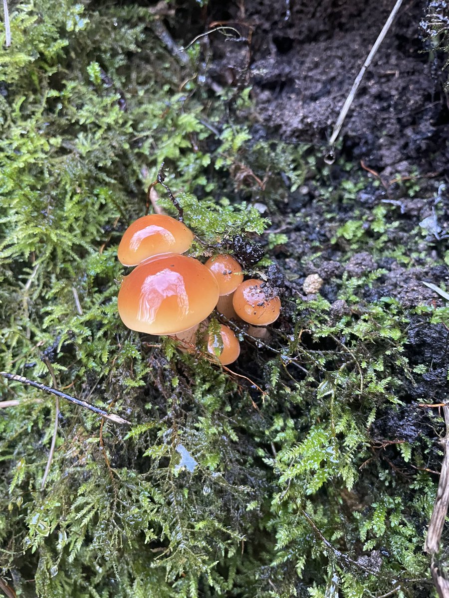 bath_garden's tweet photo. Boxing Day walk find 😍 https://t.co/LNYO9H8d8d