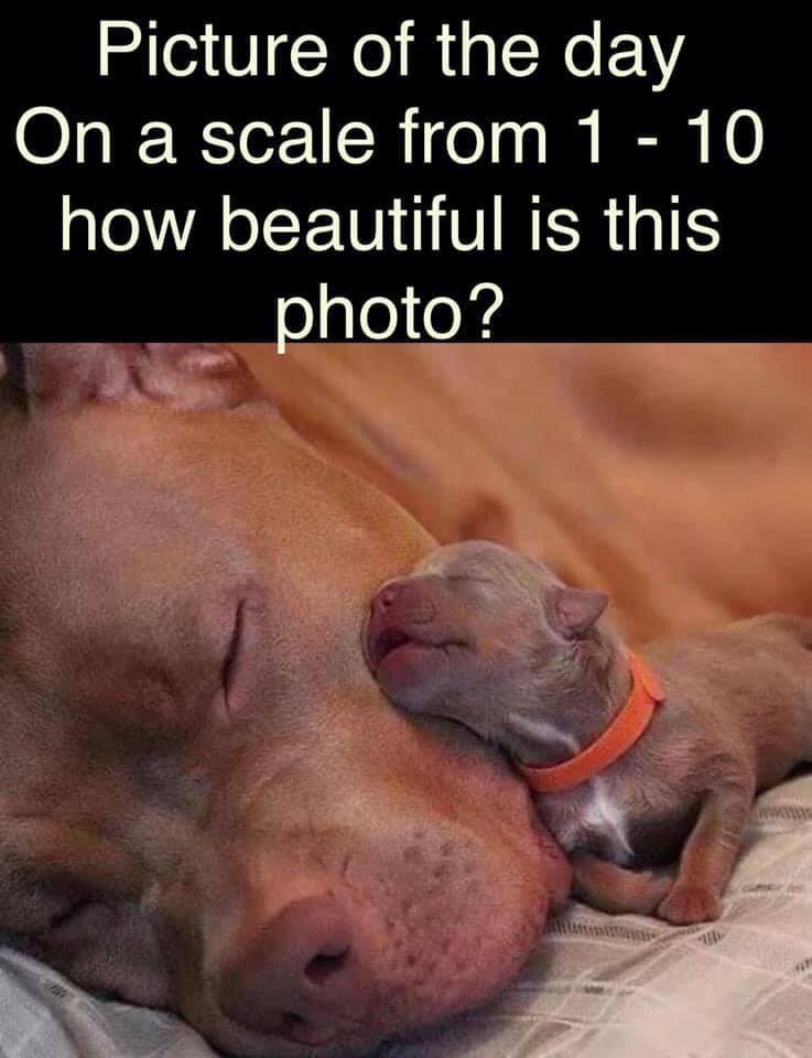 _XDogs tweet picture