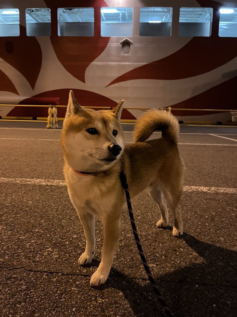 #柴犬 #犬 #愛犬 #dogs

お兄ちゃんが帰って来た💖 https://t.co/Jq3BMmtMqd