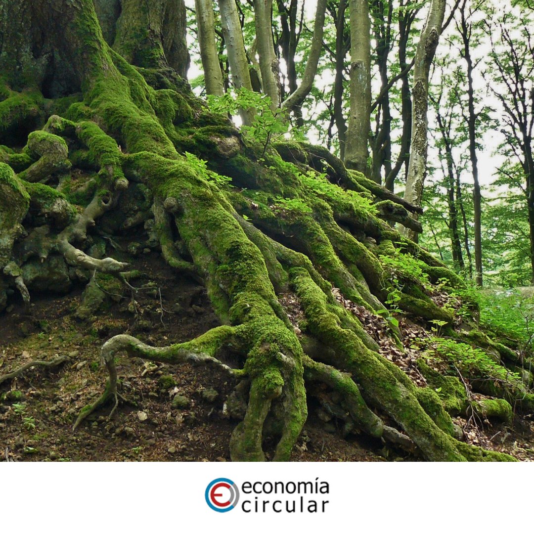 Ec_Circular's tweet photo. Las #Fundaciones y #asociaciones públicas y privadas que tienen como objetivo acelerar la transición hacia un modelo #económico #circular, trabajan con #instituciones y #empresas, en el proceso de conseguir una #economía #regenerativa y #reparadora. https://t.co/zy68LtNrHD