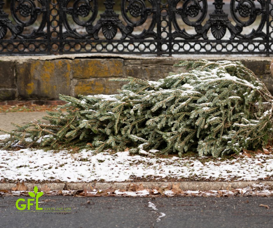 GFL_COS's tweet photo. Need to dispose of your Christmas tree? Give us a call at 719.633.8709 to schedule removal and payment. Be sure that your tree is cut down to maximum 4 ft lengths so our crew can pick it up.

#christmastree #treedisposal #holiday #coloradosprings #greenforlife #gfl https://t.co/tXYqO5BKGd