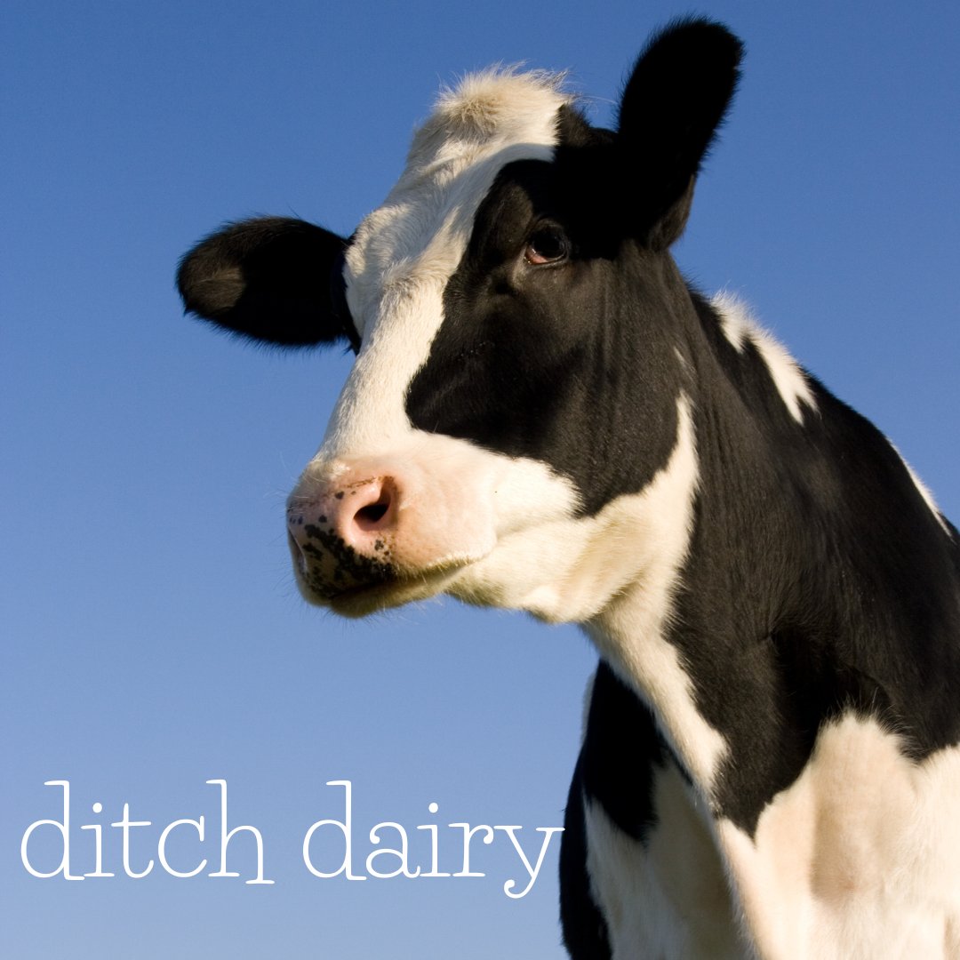 LC4A's tweet photo. Dairy cows endure an endless life of being forcibly impregnated, having their babies taken away, and then hooked to a milk machine. When they no longer produce enough milk, "spent" dairy cows are sent to slaughter. Don't support this cruelty. Choose plant-based alternatives 🌱 https://t.co/Qg5135AkjW
