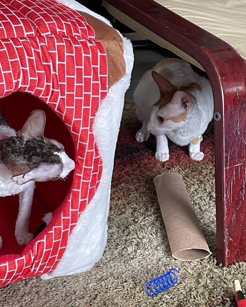 mvannie's tweet photo. Big news today as Scooby became a brother to Indie (Infinity)
Follow on @our2rexes
#scoobydoo_crx #indie_crx #cornishrex #cornishrexcanada #kitten #cornishrexcat #cornishrexofinstagram #catsofinstagram #cornishrexcanada #anicosscoobydoo #anicossinfin… https://t.co/UHqyew6Oow https://t.co/aL2f0jSsbl