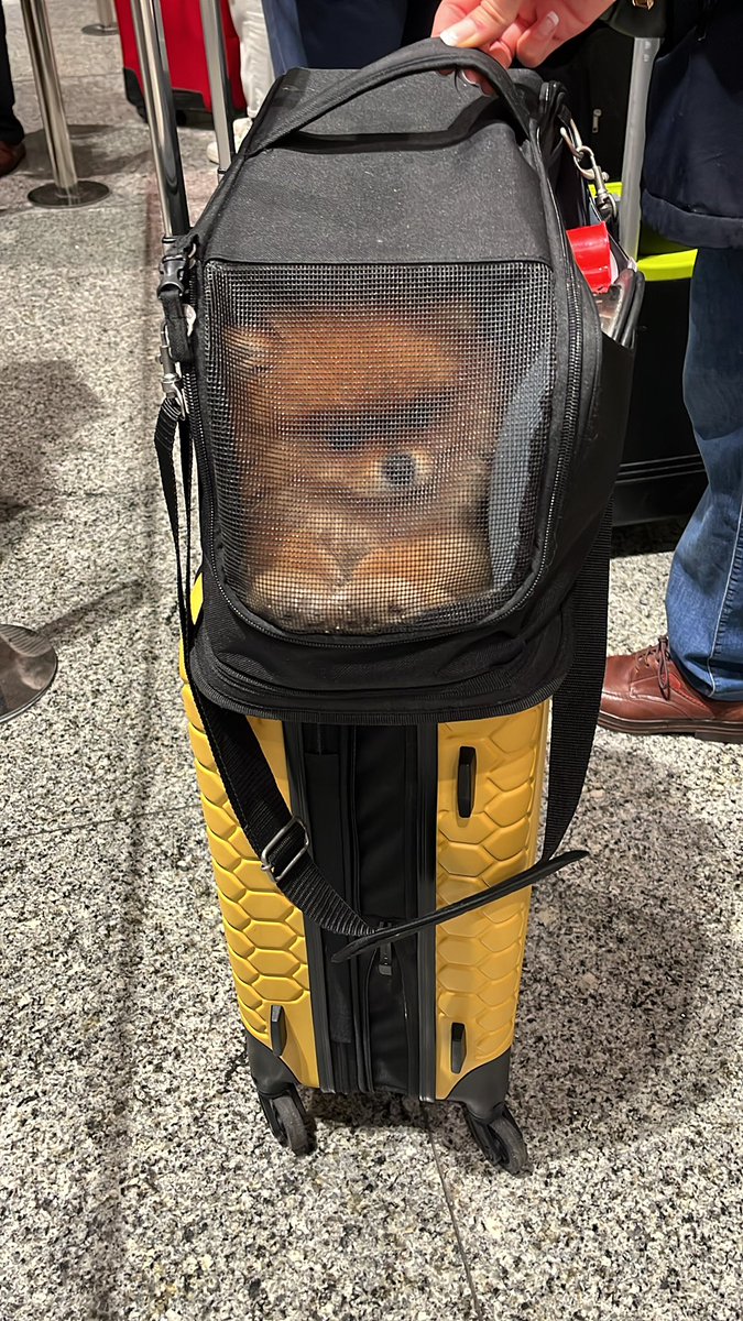 1)
<a href="/Lurraldebus/">Lurraldebus</a> vuestras normas respecto al transporte de animales son una vergüenza. 
26/12/22 no me dejan subir al Autobús de vuestra empresa si no meto en la bodega a un perro de 2kg entre maletas sueltas de 10-20kg para un trayecto 75 minutos. Hablemos de los términos…