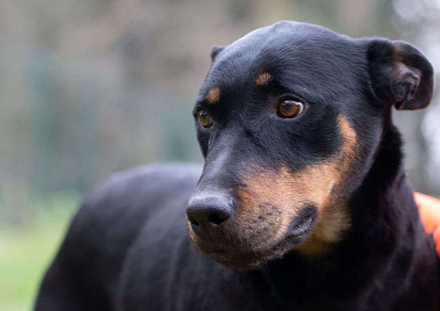 adopte_chien's tweet photo. Surya est une louloute très attachante et proche de l'humain. Elle attend avec impatience de rencontrer sa nouvelle famille. Surya arrive de fourrière, nous ne connaissons pas sa vie d'avant. Elle sera adoptabl... En savoir plus : https://t.co/4Ux1tTzk1X #LaVieQuilsMéritent https://t.co/fLJOpBMYjv