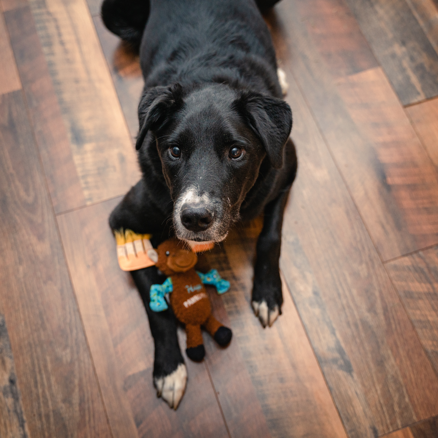 Wellness Pet Food (wellnesspetfood) / Twitter