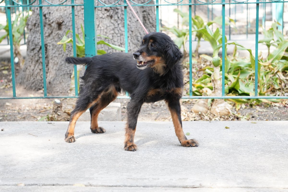 AlcaldiaMHmx's tweet photo. 🐾¡Buscamos casa, adóptanos!🥹
Estos lomitos rescatados te siguen esperando en la Clínica Veterinaria del Parque Salesiano. Ya fueron esterilizados, desparasitados, tienen todas sus vacunas. 

Mándanos un Mensaje Directo si estás interesad@. https://t.co/LYSlHN8Q2a