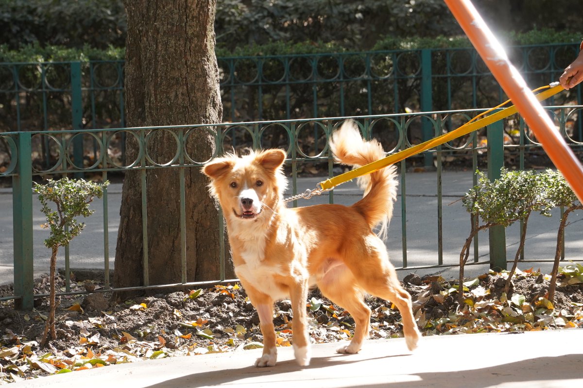 AlcaldiaMHmx's tweet photo. 🐾¡Buscamos casa, adóptanos!🥹
Estos lomitos rescatados te siguen esperando en la Clínica Veterinaria del Parque Salesiano. Ya fueron esterilizados, desparasitados, tienen todas sus vacunas. 

Mándanos un Mensaje Directo si estás interesad@. https://t.co/LYSlHN8Q2a